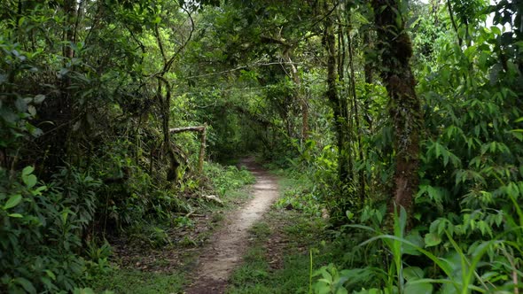 Following a broad hiking path leading to the forest