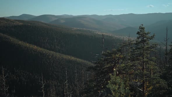 Panoramic View of Beautiful Carpathians Mountains with Slopes Covered By Pine Woods Under Clear Blue