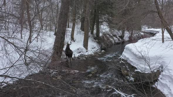 Moose standing in river during winter climbing up into snow