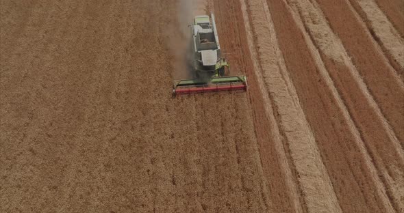 Combine harvesting Wheat grains in a large field, Drone footage.