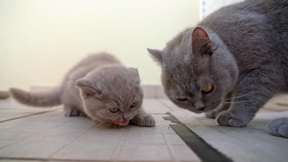 A Small British Lopeared Kitten with a Mom Cat Eats Tasty Healthy Food for Pets in the Yard