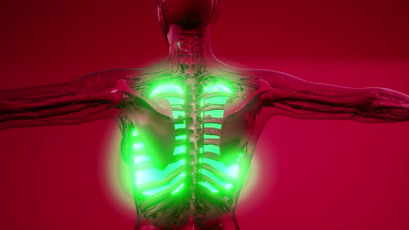 Science Anatomy Scan of Human Lungs alt