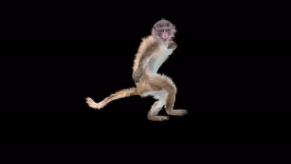 Monkey Dance 4K alt
