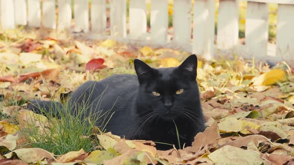 A Very Serious Black Cat Lies in Yellow Leaves in Autumn