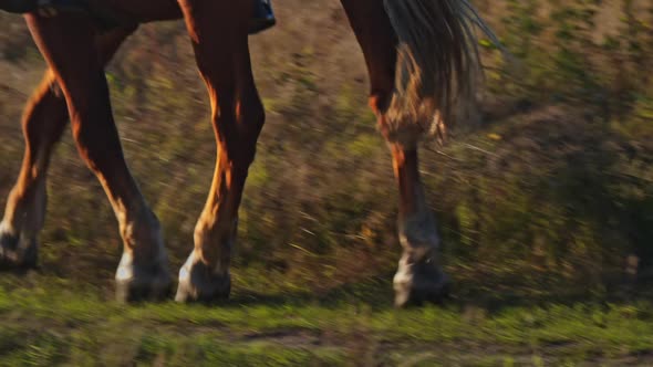 Horses Hooves Which Quickly Jumps During the Race