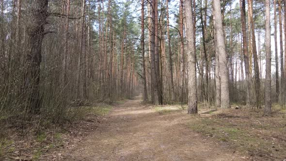 Aerial View of the Road Inside the Forest