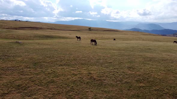 Panoramic View of Dry Pastures in the Mountains Where Horses Grazing