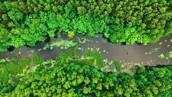 Flying above river and green algae in summer.