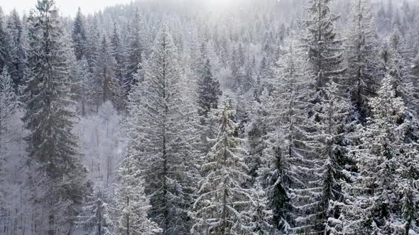 Aerial Shot of Winter Forest and Snow Covered Winter Trees