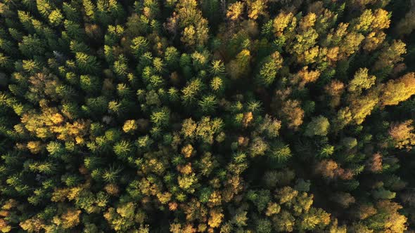 Flying Over a Field and Autumn Forest. View From the Copter Yellow Trees Illuminated By the Sun