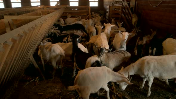 Farm Goats Inside a Barn