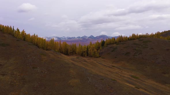 Kurai Steppe Yellow Larches Kurai Ridge Autumn