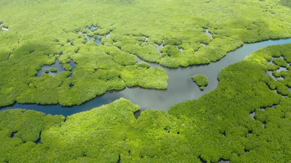 Aerial View of Mangrove Forest and River