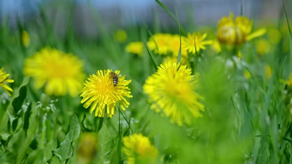 Bee on Yellow Dandelions Bloom on a Summer Field Among the Grass in the Sunligh.