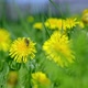 Bee on Yellow Dandelions Bloom on a Summer Field Among the Grass in the Sunligh. - VideoHive Item for Sale