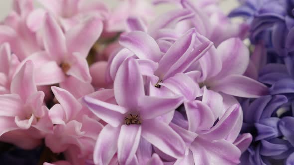 Panning on Hyacinthus orientalis spring bulbs  4K 2160p 30fps UltraHD footage - Mixed colors fragran