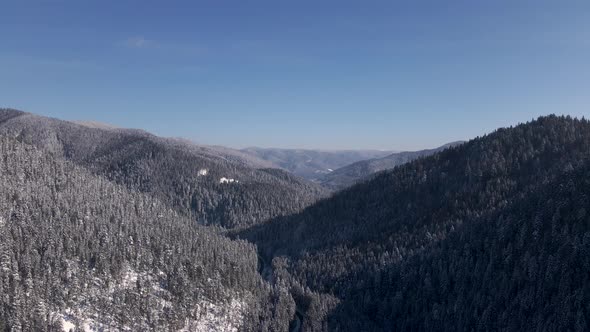 Scenic Landscape of Winter Carpathians Forest and Mountain Valleys Aerial Drone View  Video