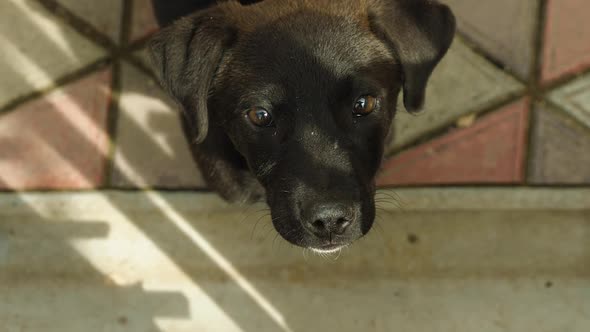 Close-up of a cute black puppy raising his head and looking at the camera