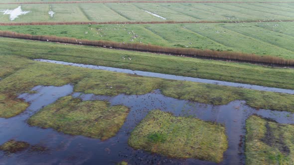 Panning drone shot follows a large flock of birds flying above the wet and lush farmlands of a river