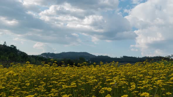 Clouds Movement in Yellow Flowers Field