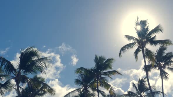 Sun Through Top of Coconut Palm Trees at Caribbean Nature