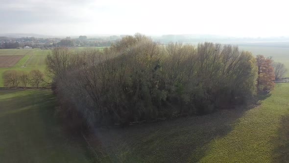 Capturing a small Forest near my home City