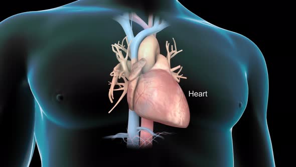 Human Circulatory System Heart Beat Anatomy Animation Concept. 3D