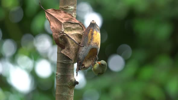 adult orange bellied flowerpecker bird and chick eating banana