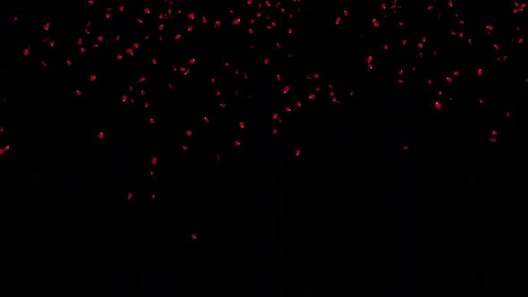 Red Rose Petals Falling with Alpha 4K alt