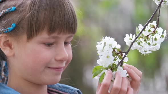 Happy Child Girl Enjoying Sweet Scent of White Cherry Tree Blossoming Flowers on Sunny Day in Spring