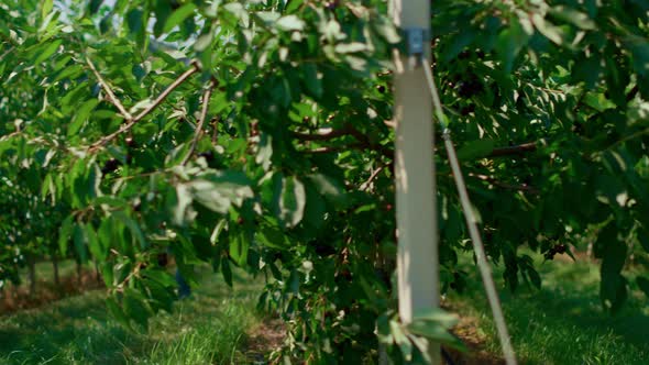 Farm Worker Woman Controlling Cultivation Process with Device on Plantation