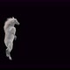 49 White Horse Dancing 4K - VideoHive Item for Sale