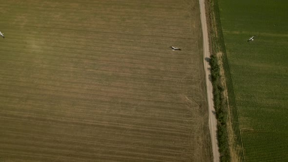 Aerial view of group of crane birds migrating through Greece.