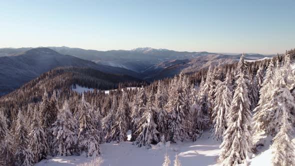 Flying Over Pine Trees With a View at a Mountain Valley at Sunrise