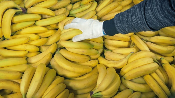 Bananas Loaded Into Pile By Hand