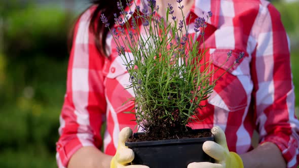 Close-up, Gardener Holding Purple Blooming Lavender in Flowerpot in Hands, Against Background of