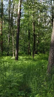 Vertical Video of a Forest with Trees