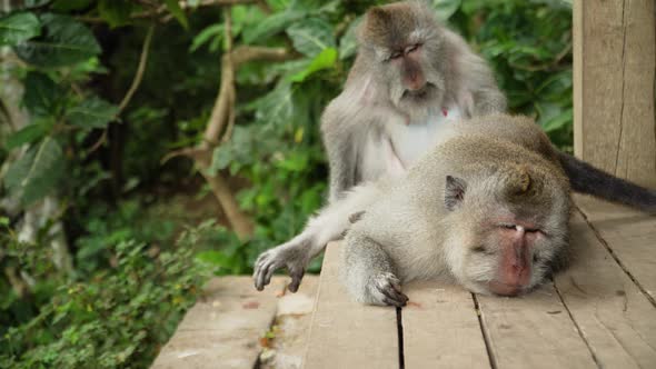 Monkeys in the Forest in Bali