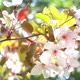 Apple Blossom - VideoHive Item for Sale