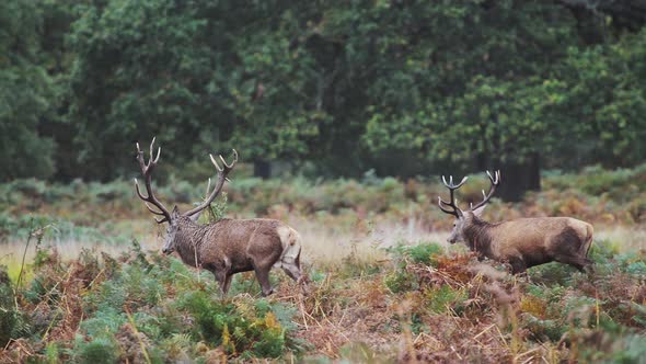 Male Red Deer Stag (cervus elaphus) during deer rut at sunset in beautiful golden sun light in fern 