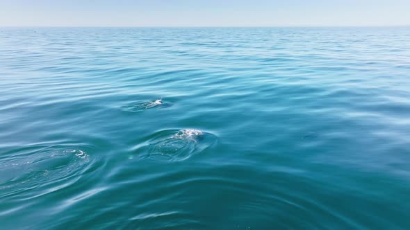 Drone Shot Showing Endemic Species of Fur Seals and Dolphins Diving in the Ocean