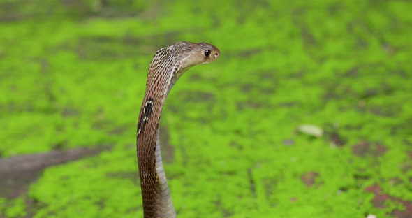 poisonous dangerous Indian Spectacle Cobra ready to attack in 4K