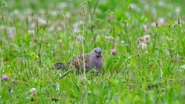 European Turtle Dove