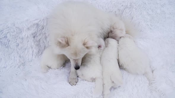 Mom Dog Feeds Breast Milk Puppies