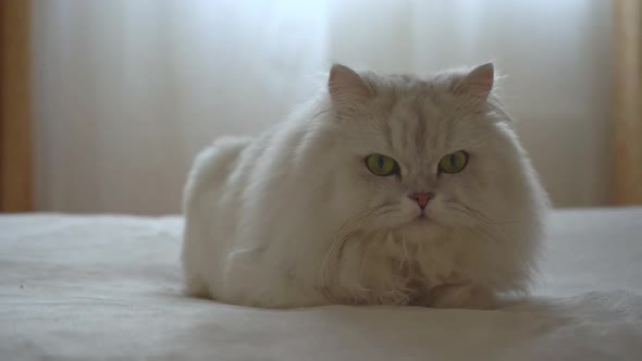 Cute Domestic Persian Silver Chinchilla is Lying on Bed in Room and Resting