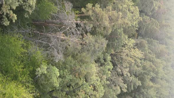 Vertical Video of a Green Forest on a Summer Day