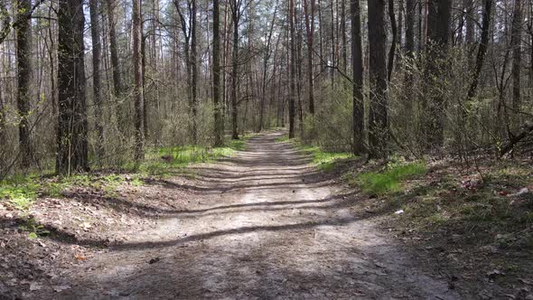 Aerial View of the Road Inside the Forest