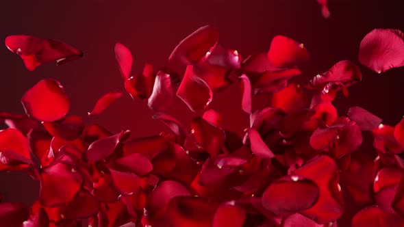 Super Slow Motion Shot of Real Red Rose Petals Explosion on Red Background at 1000 Fps