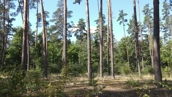 Trees in the Forest During the Day