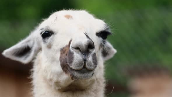 Close Up of the Head of an Alpaca Standing Against the Backdrop of the Peruvian Andes